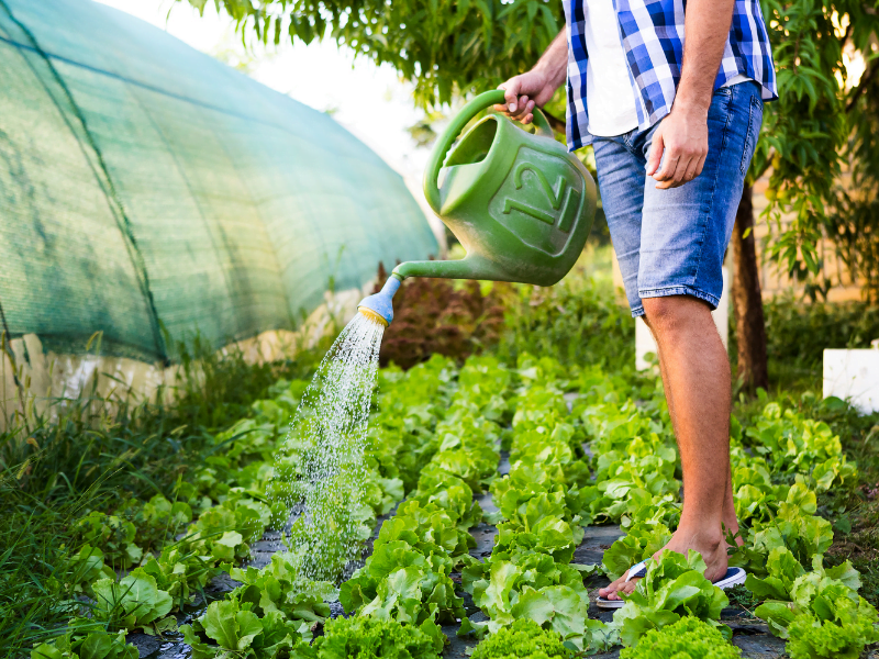 Cordeiro Comércio Varejista e Atacadista de Hortifruti